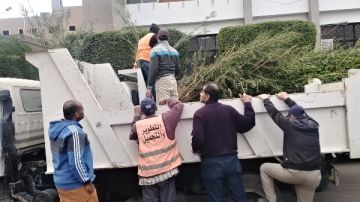 استكمالا للمبادرة الرئاسية 100 مليون شجرة .. توزيع 6000 شجرة زينة بالإسماعيلية