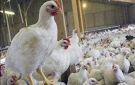 120 جنيها .. رسميا سعر كيلو الفراخ البيضاء اليوم
