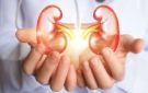 أبعد عن المسكنات.. 10عادات تحافظ على صحة الكلى وتقلل من الفشل الكلوي