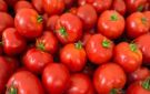 موعد انخفاض أسعار الطماطم بالأسواق بعد موجة الارتفاع خاص