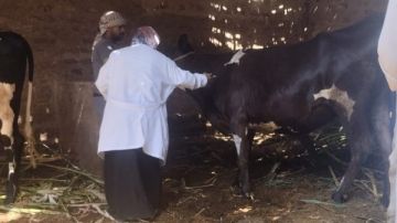 أخبار قنا..تحصين 91 ألف رأس ماشية ضد الجلد العقدي وجدري الأغنام.. وضبط 305 مخالفات تموينية