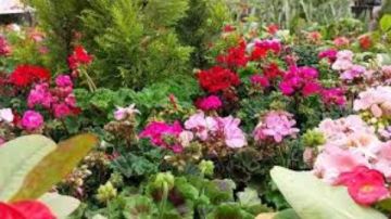 تعرف على المواعيد والأسعار وكيفية الوصول.. معرض زهور الربيع 2026 يفتح أبوابه للجمهور