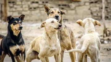 1.4 مليون حالة عقر سنويا.. رئيس جمعية الرفق بالحيوان يكشف عن عدد الكلاب الضالة