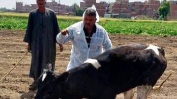 الزراعة: تحصين مليون رأس ماشية في الأسبوع الأول للحملة القومية ضد الجلد العقدي وجدري الأغنام