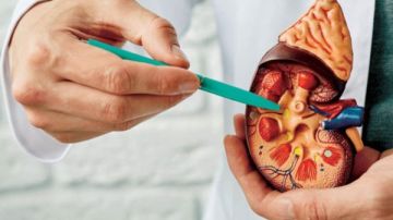 انتبه.. أعراض ارتفاع وانخفاض وظائف الكلى