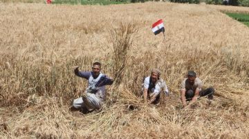 محافظ سوهاج يعلن استلام 8431 طنا من القمح المحلي بصوامع وشون المحافظة