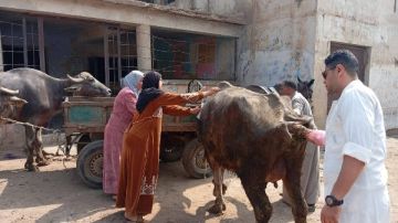 بيطري الغربية: تحصين 65 ألف رأس ماشية ضد الحمى القلاعية وحمى الوادي المتصدع