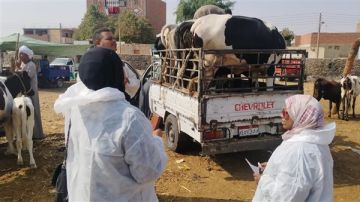 الزراعة: تحصين نحو 3 ملايين رأس ماشية ضد الجلد العقدي وجدري الأغنام