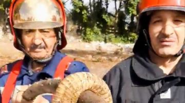 السيطرة على أفعي ضخمة وسط الزراعات في قرية المنشأة بالغربية