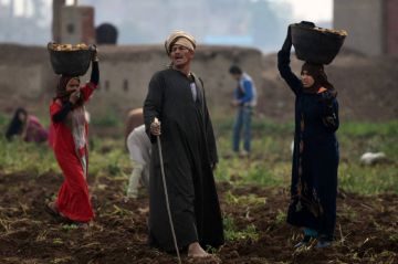 الأسمدة تقود الغلاء في مصر وسط ضغوط الحرب الأسمدة تقود الغلاء في مصر وسط ضغوط الحرب