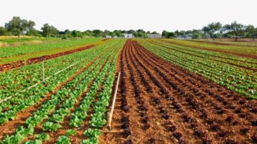 احذر عقوبات رادعة في انتظارك حال التعدي علي الأراضي الزراعية