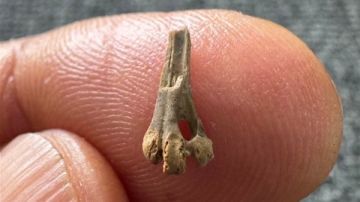 اكتشاف علمي في مصر .. عظمة نادرة لطائر عمره 40 مليون سنة