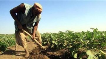 برلمانية: دعم الفلاح يسهم في تحقيق التوازن بين الإنتاج والاستهلاك