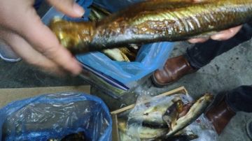 ضبط 6.5 طن سردين ورنجة غير صالحة للاستهلاك الآدمي بكفر الشيخ صور