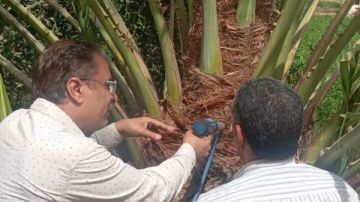 زراعة قنا تطلق حملة مكبرة لمكافحة سوسة النخيل بأحدث أجهزة الحقن