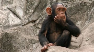 مصر.. اكتشاف بقايا قد تعود لأقدم الرئيسيات على وجه الأرض