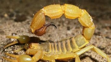 بسبب ارتفاع درجات الحرارة.. العقارب تلدغ 5 أشخاص في الوادي الجديد