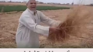 اختفى في ساعتين.. القصة الكاملة لواقعة سرقة محصول القمح في الشرقية مفاجآت صادمة