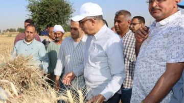 المنيا.. زراعة 232 ألف فدان قمحا الموسم الحالي بزيادة 10 آلاف فدان