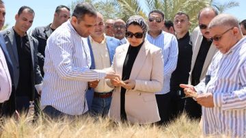 بالتعاون مع الطاقة الذرية.. نتائج تجربة إكثار أصناف القمح عالية الجودة بالوادي الجديد