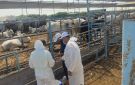  الخدمات البيطرية تنفذ التلقيح الاصطناعي لأكثر من 45 ألف رأس
