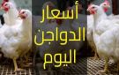 في ختام الأسبوع.. استقرار أسعار الدواجن والبيض صباح اليوم بعد تراجع ملحوظ - eg