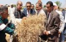 محافظ القليوبية يتفقد حصاد القمح..ويؤكد: الدولة تدعم المزارع لتحقيق الأمن الغذائي