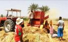 الانتهاء من حصاد 74 ألف فدان قمح في الوادي الجديد