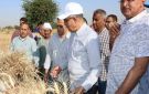 المنيا.. زراعة 232 ألف فدان قمحا الموسم الحالي بزيادة 10 آلاف فدان