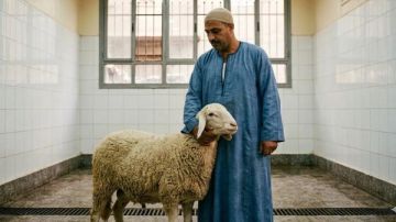 الأوقاف توضح الأخطاء الشائعة في الأضحية وتصويبها