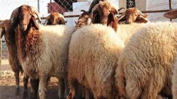 التموين: طرح الخراف الحية للأضاحي بـ225 جنيها للكيلو