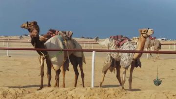 انطلاق فعاليات سباق الهجن التنشيطي في العريش