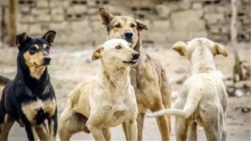 أرقام مقلقة في الشارع المصري هل فقدنا السيطرة على تعداد الكلاب الضالة؟