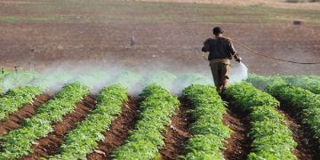لجنة المبيدات بالزراعة: تأهيل الدفعة الثانية من مديري المصانع لرفع كفاءة الإنتاج المحلي