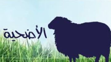 هل تصح الأضحية بخروف ليس له قرون؟.. الإفتاء تجيب هل تصح الأضحية بخروف ليس له قرون؟.. الإفتاء تجيب