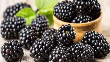 لون خادع وطعم غريب.. دلائل تكشف التوت المغشوش لون خادع وطعم غريب.. دلائل تكشف التوت المغشوش