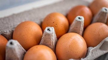 انهيار جديد في سعر البيض.. الكرتونة تحت الـ100 جنيه رسميا انهيار جديد في سعر البيض.. الكرتونة تحت الـ100 جنيه رسميا
