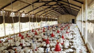 صغار المزارعين في خطر.. الموجات الحارة تضرب الإنتاج فيديو صغار المزارعين في خطر.. الموجات الحارة تضرب الإنتاج فيديو