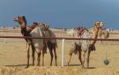انطلاق فعاليات سباق الهجن التنشيطي في العريش - eg