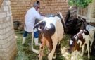 بيطري الغربية: تحصين 186 ألف رأس ماشية ضد الحمى القلاعية والوادي المتصدع