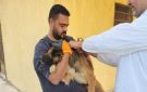 بيطري الإسماعيلية: حملات لتحصين الكلاب الحرة ضد مرض السعار