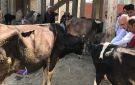 بيطري الغربية: تحصين 69 ألف رأس ماشية ضد الحمى القلاعية وحمى الوادي المتصدع