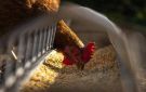  المصرية للدواجن تتحول للربحية في الربع الأول