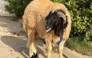 ما حكم التضحية بأضحية كانت سليمة ثم أصابها عيب قبل النحر؟ - eg