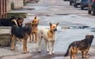 محامي فتاة كومباوند الجيزة يكشف تفاصيل المشاجرة بسبب الكلاب ومنعها من دخول شقتها