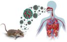 بعد وفاة ثلاثة ركاب.. الأمم المتحدة تعلن إصابة جديدة بفيروس هانتا على متن هونديوس