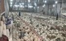 شعبة الدواجن: أسعار الفراخ البيضاء تهبط 17.6 لـ 70 جنيها بالمزرعة