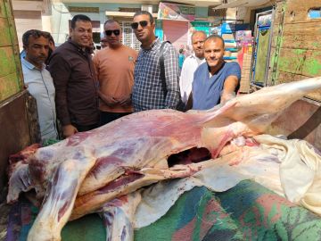 محافظ أسيوط: ضبط عجل مذبوح خارج المجازر الحكومية ومصاب باليرقان بمنفلوط صور
