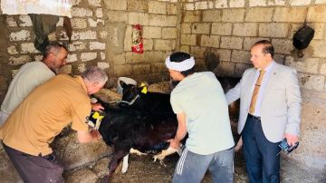 الدقهلية: تحصين 252 ألف رأس ماشية ضد الحمى القلاعية وحمى الوادي الدقهلية: تحصين 252 ألف رأس ماشية ضد الحمى القلاعية وحمى الوادي