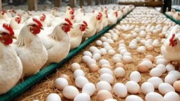 هبوط البيض والبانيه.. أسعار الفراخ اليوم الثلاثاء هبوط البيض والبانيه.. أسعار الفراخ اليوم الثلاثاء